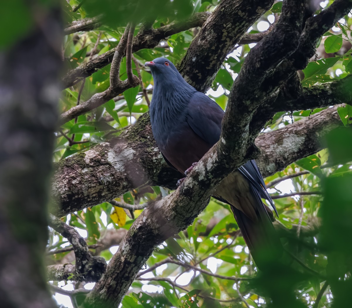 New Caledonian Imperial-Pigeon - ML617872801