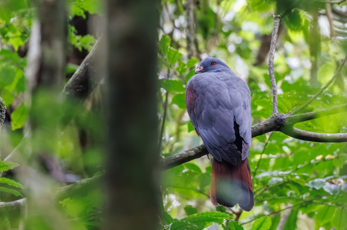 New Caledonian Imperial-Pigeon - ML617872802