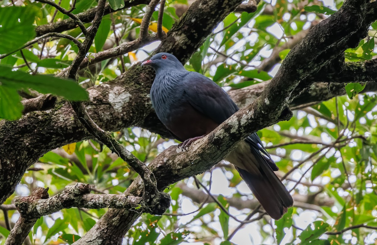 New Caledonian Imperial-Pigeon - ML617872803
