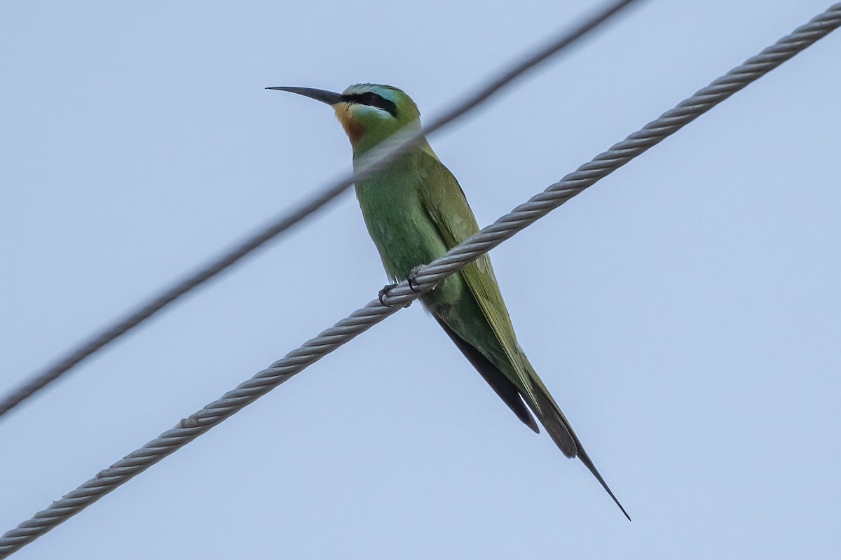 Blue-cheeked Bee-eater - Göktuğ  Güzelbey