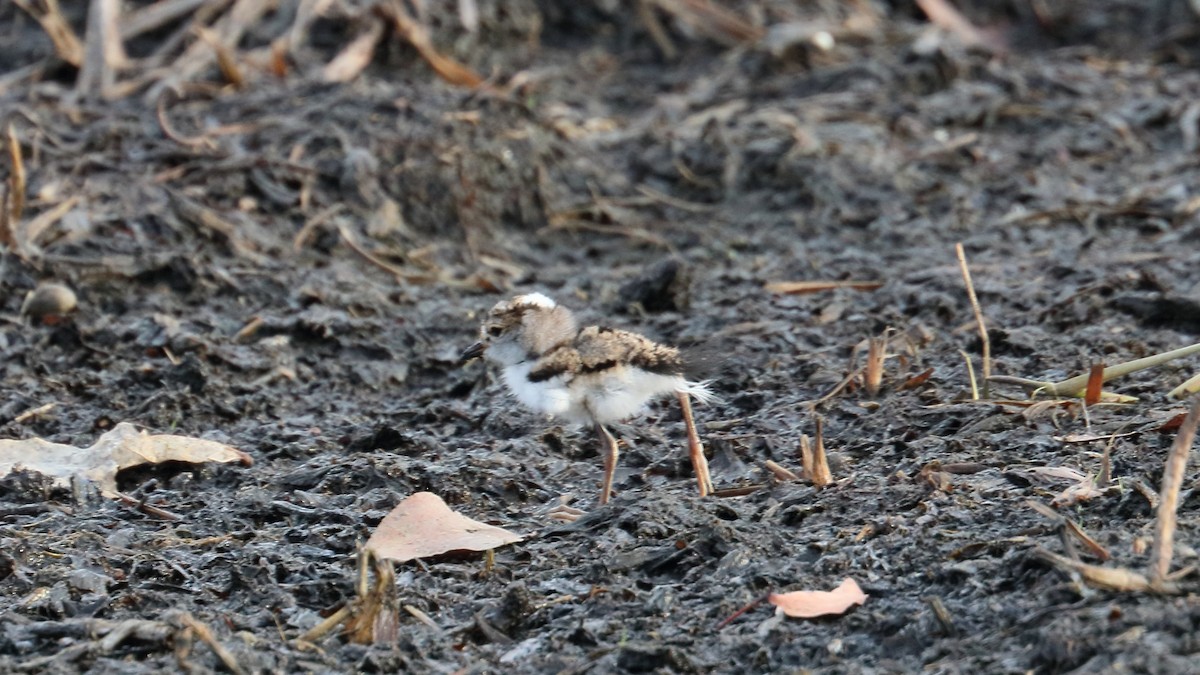 Three-banded Plover - ML617872876