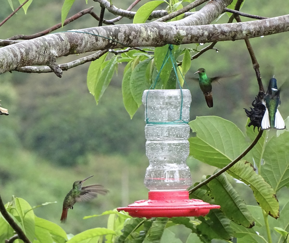 Rufous-tailed Hummingbird - ML617872902