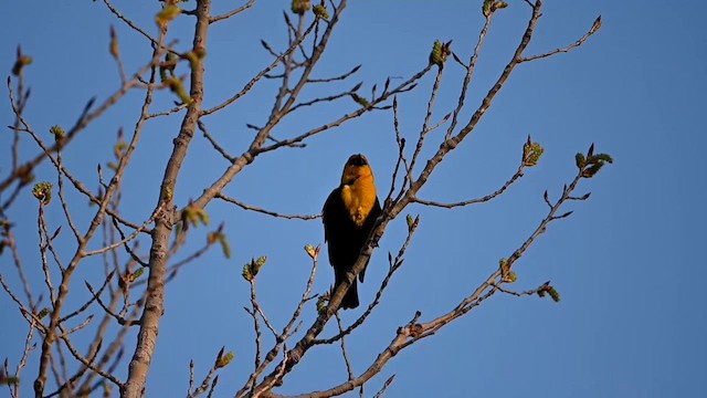 Yellow-headed Blackbird - ML617873098