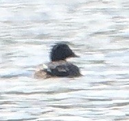White-winged Scoter - Dave Trochlell