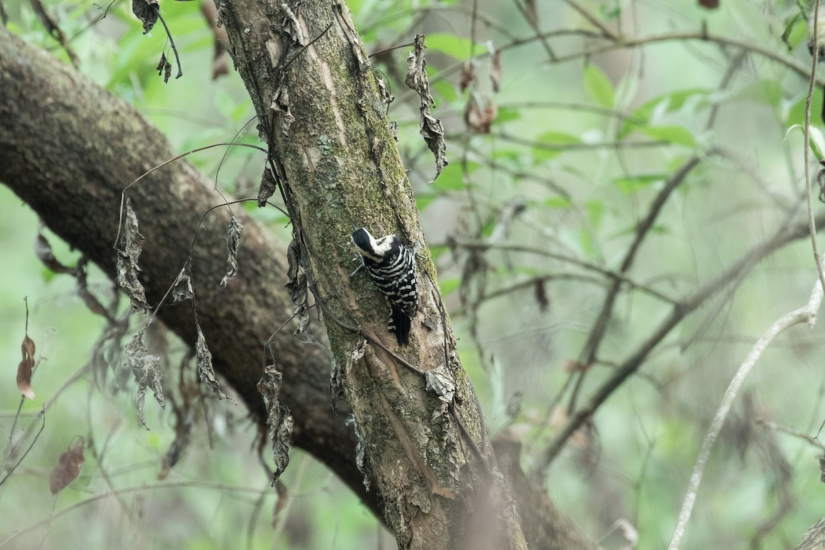 Fulvous-breasted Woodpecker - ML617873124