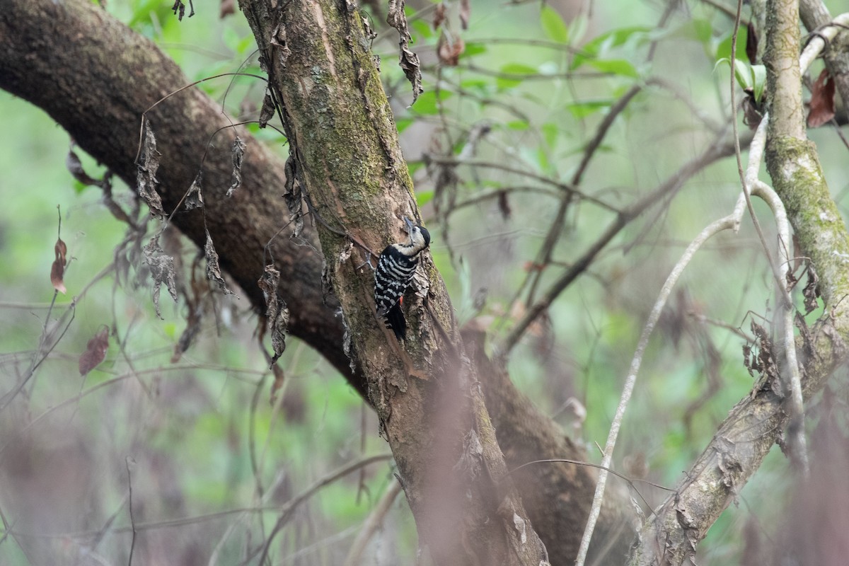 Fulvous-breasted Woodpecker - ML617873126