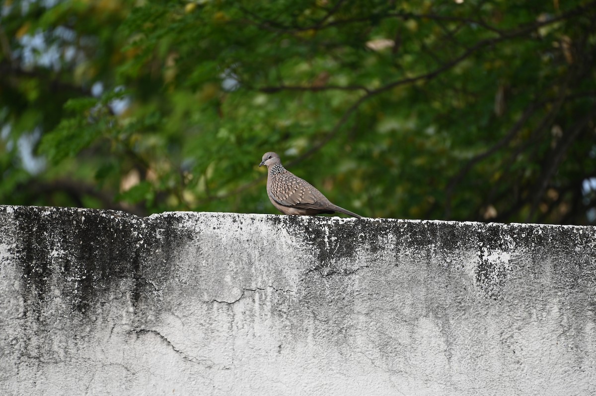 Spotted Dove - ML617873148