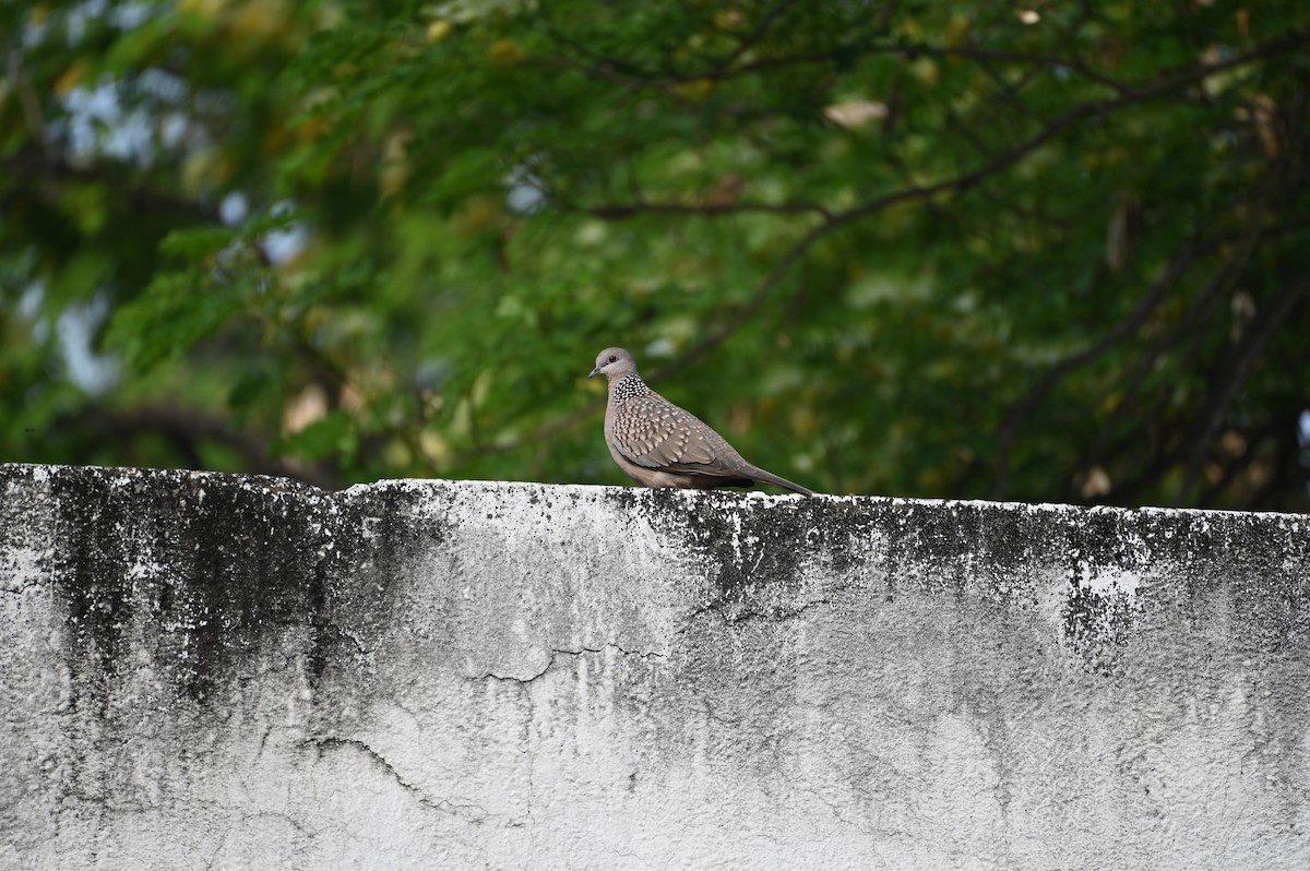 Spotted Dove - ML617873149