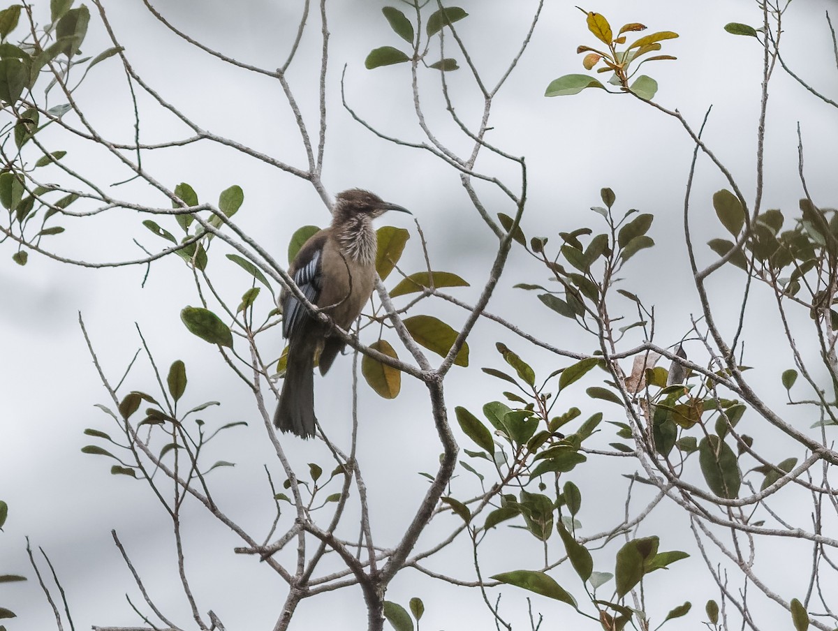 New Caledonian Friarbird - ML617873168