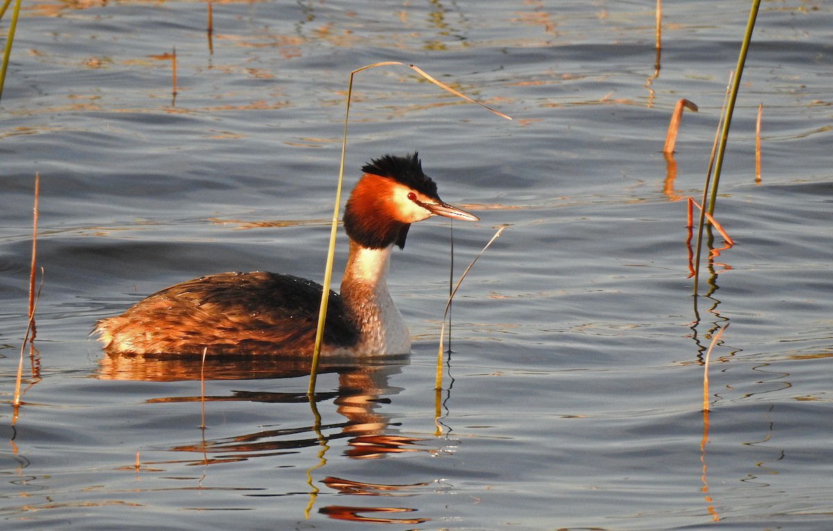 Great Crested Grebe - ML617873204