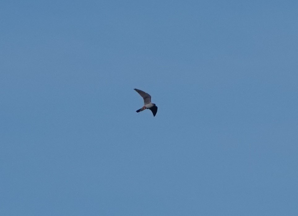 Red-footed Falcon - ML617873206