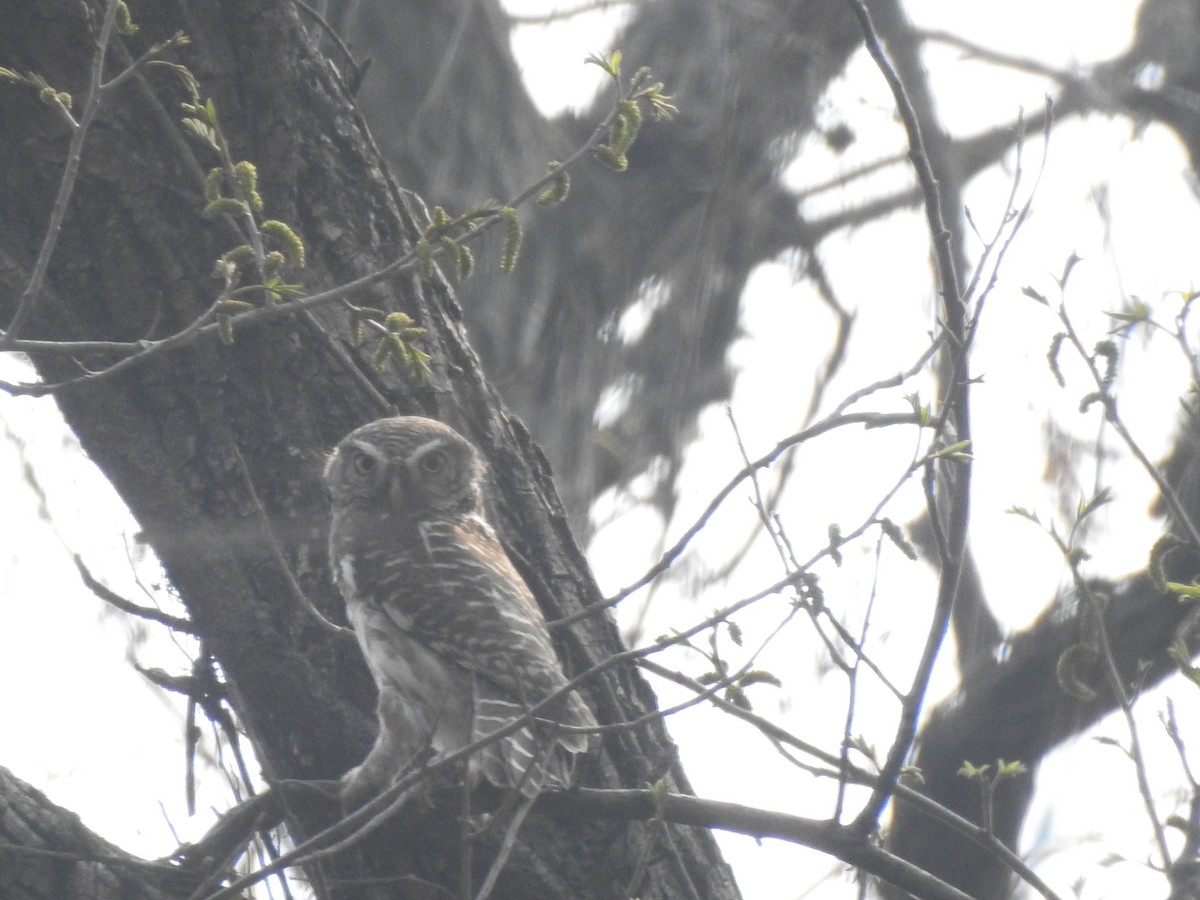 Asian Barred Owlet - ML617873223