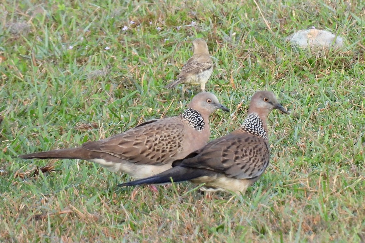 Spotted Dove - ML617873265
