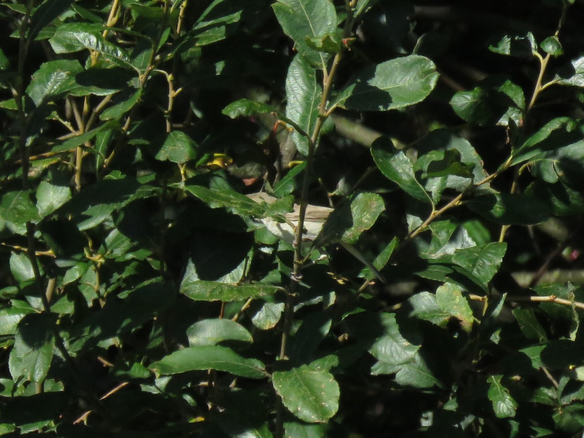 Eastern Olivaceous Warbler - David Campbell