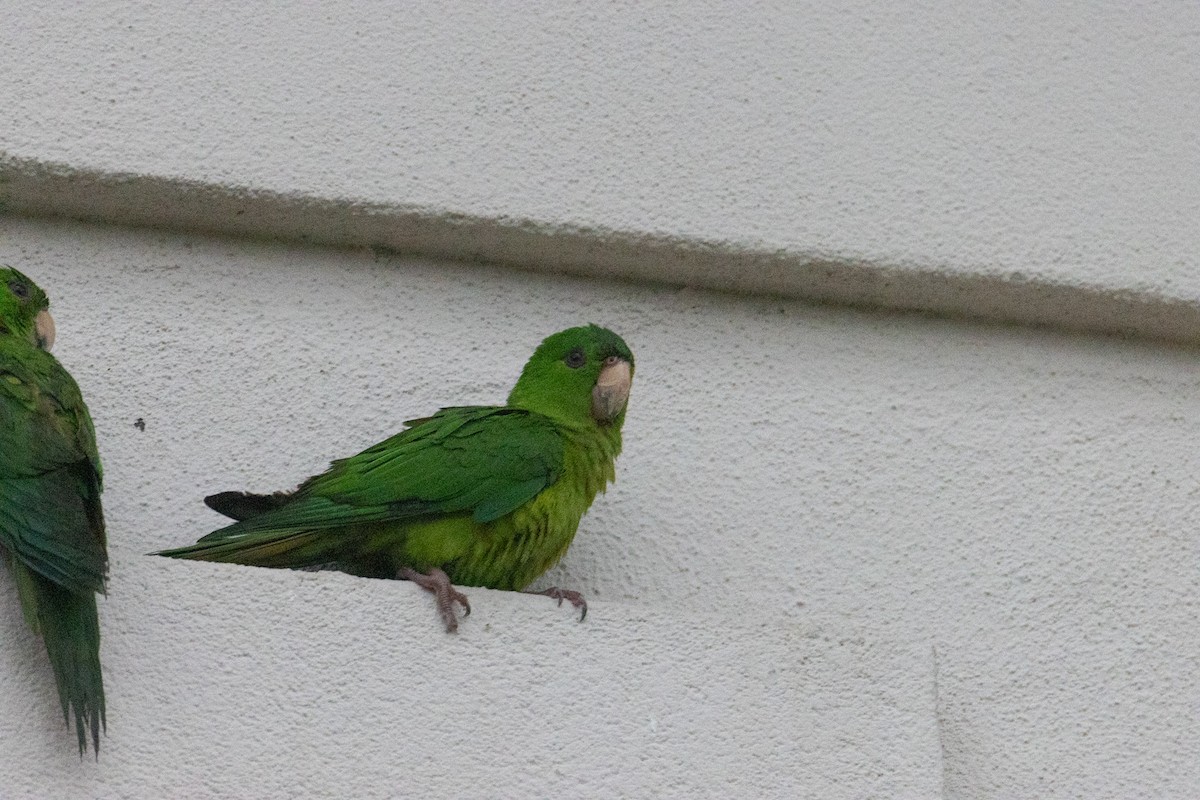 Green Parakeet - Jacob Miranda