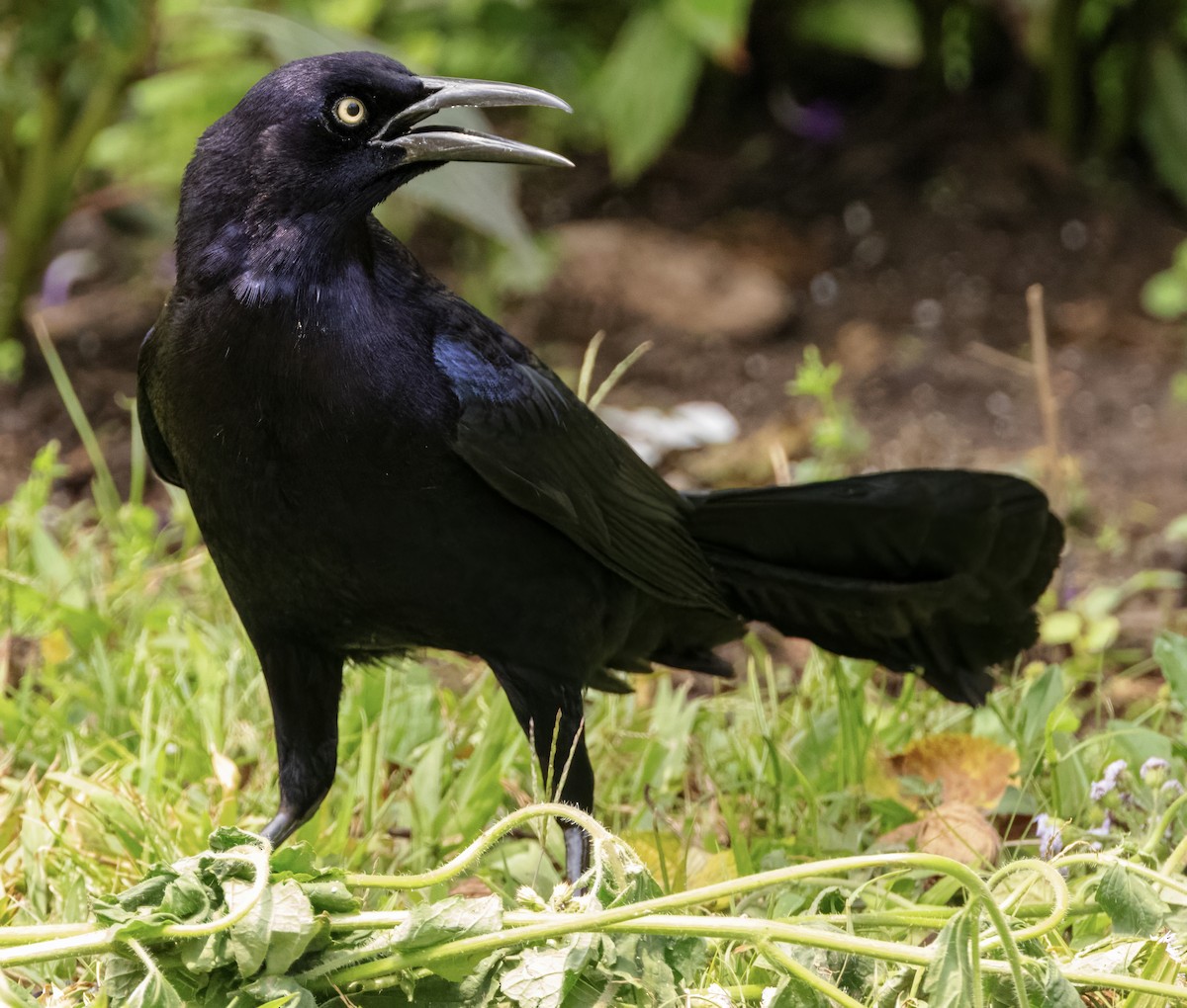 Great-tailed Grackle - ML617873437