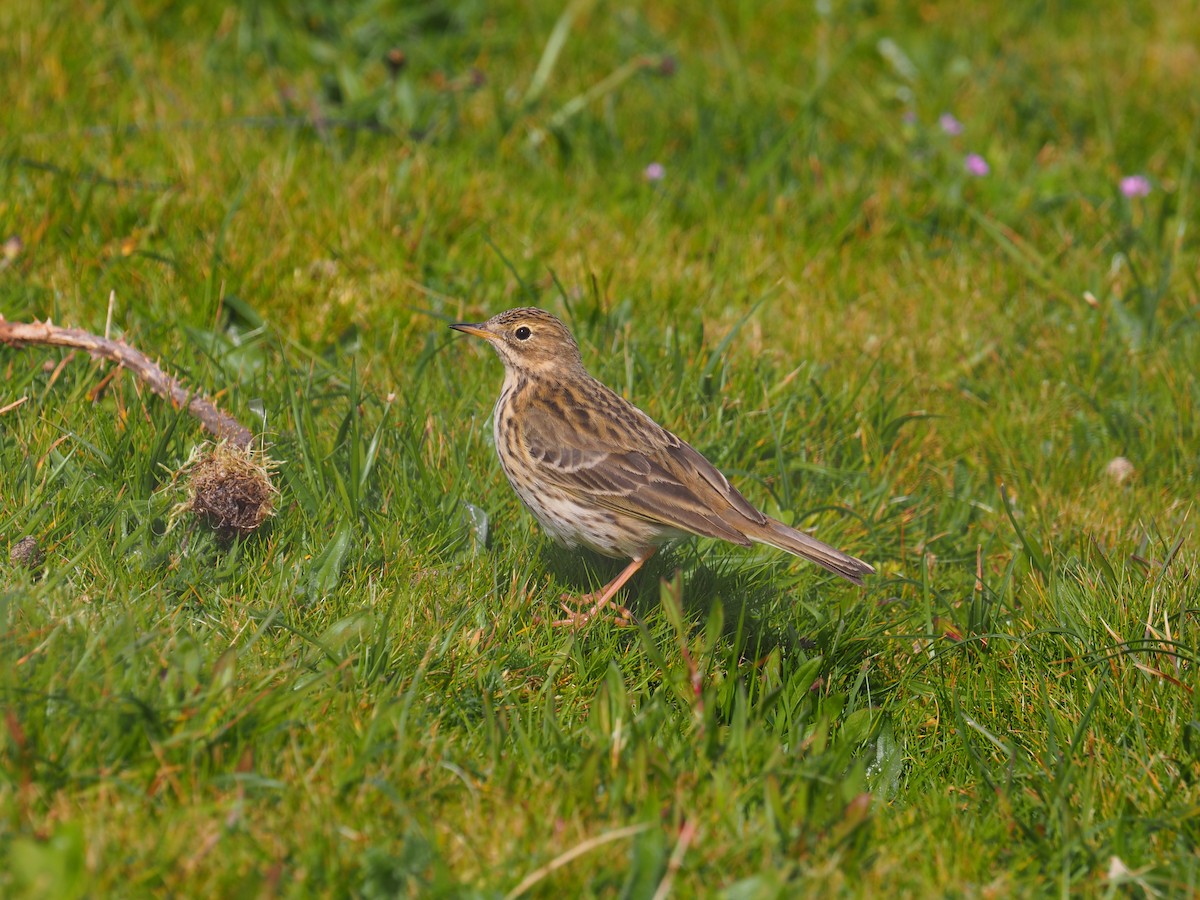 Meadow Pipit - ML617873439