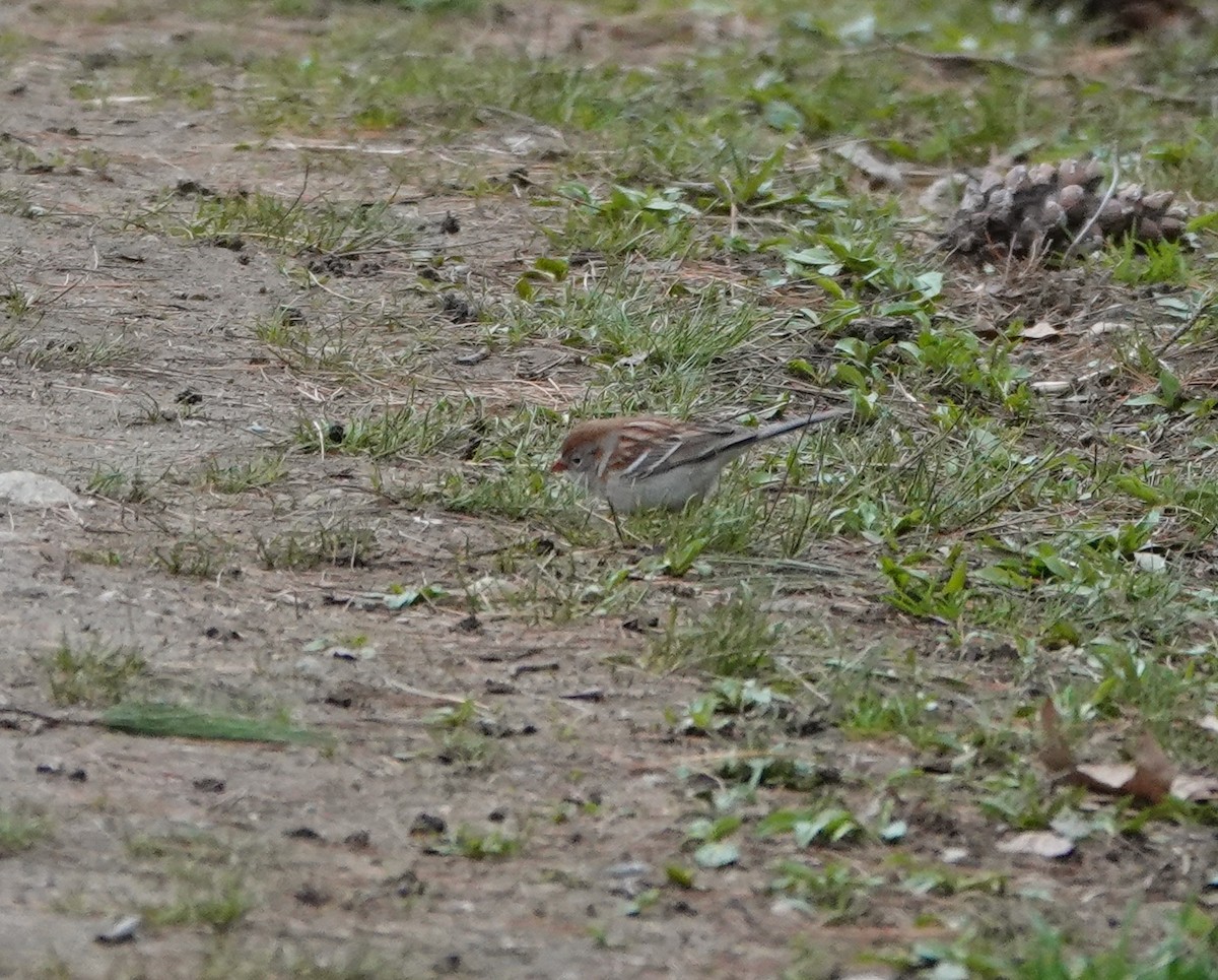 Field Sparrow - ML617873454