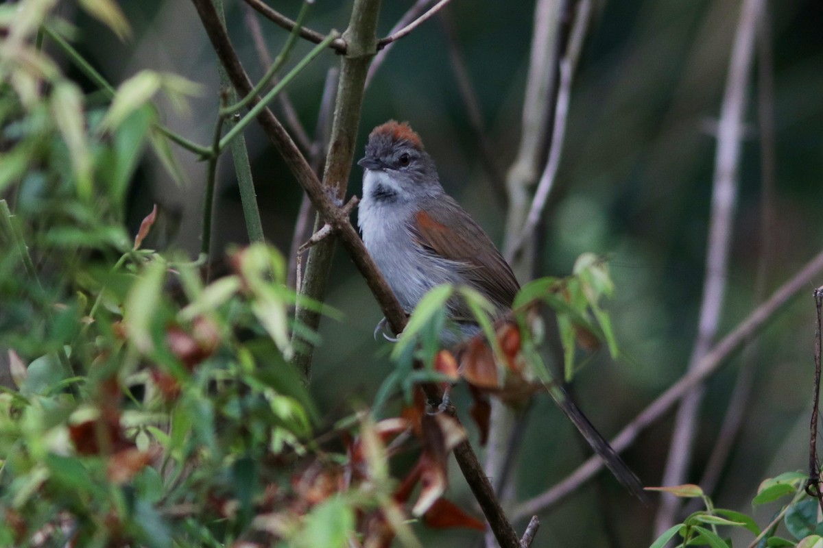 Pale-breasted Spinetail - ML617873488