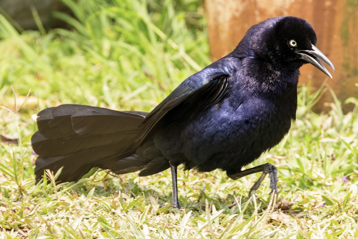 Great-tailed Grackle - ML617873490