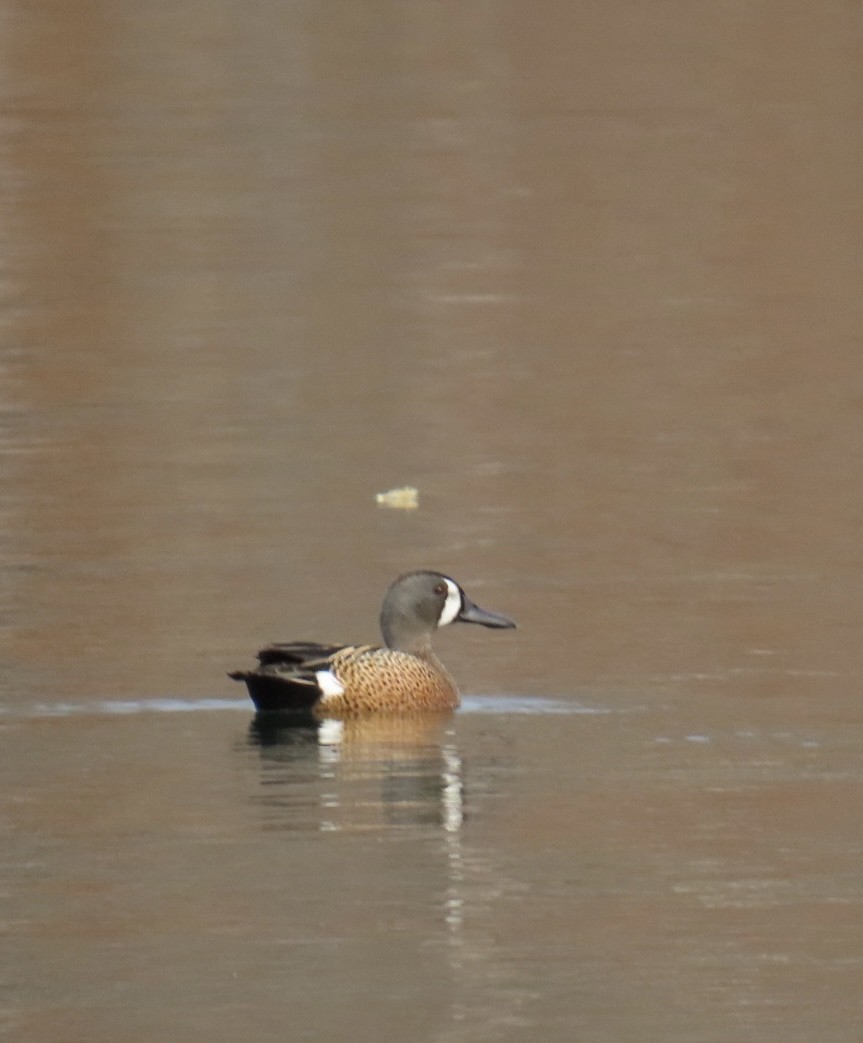 Blue-winged Teal - ML617873494