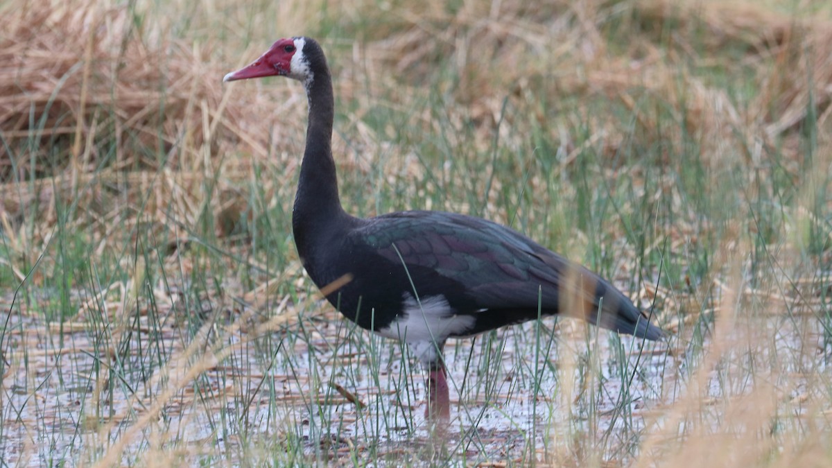 Spur-winged Goose (Southern) - Robert Holland