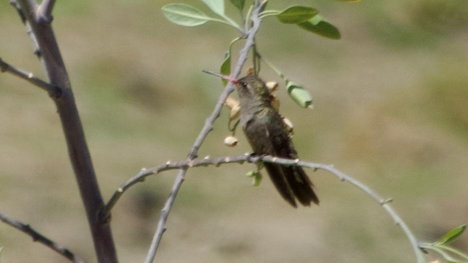 Dusky Hummingbird - ML617873591
