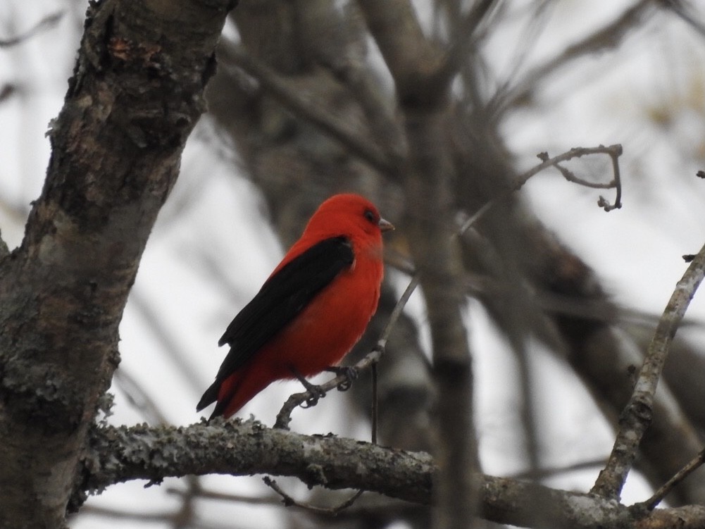 Scarlet Tanager - ML617873593