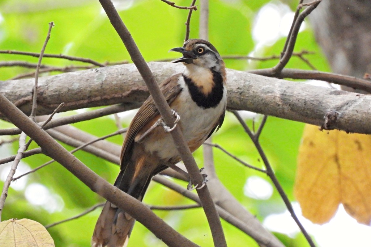 Lesser Necklaced Laughingthrush - ML617873625