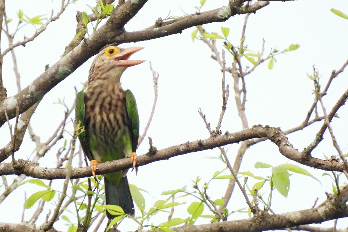 Lineated Barbet - ML617873684