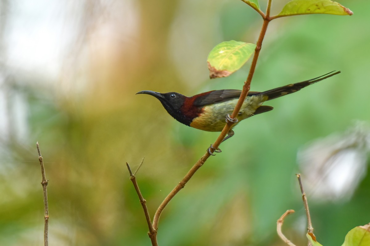 Black-throated Sunbird - Thitiphon Wongkalasin