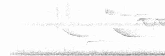 holub ametystový (ssp. amethystinus/imeldae) - ML617873715