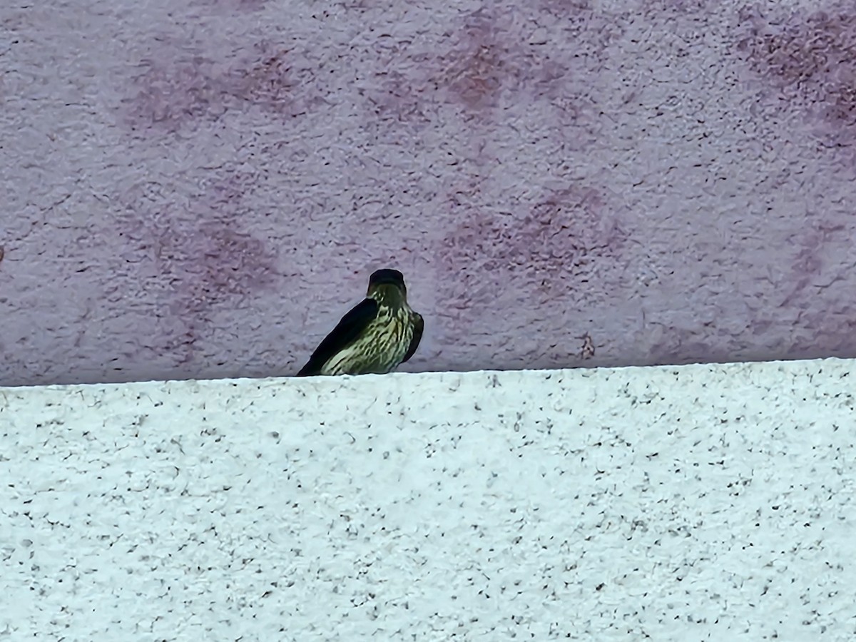 Striated Swallow - jason wu