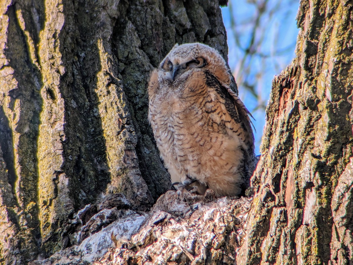 Great Horned Owl - Jason Hedlund