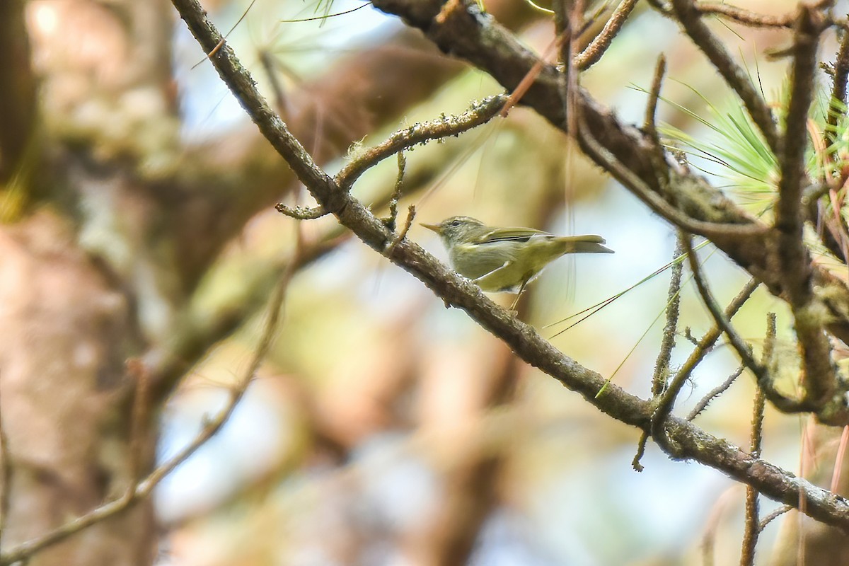 Yellow-browed Warbler - Thitiphon Wongkalasin