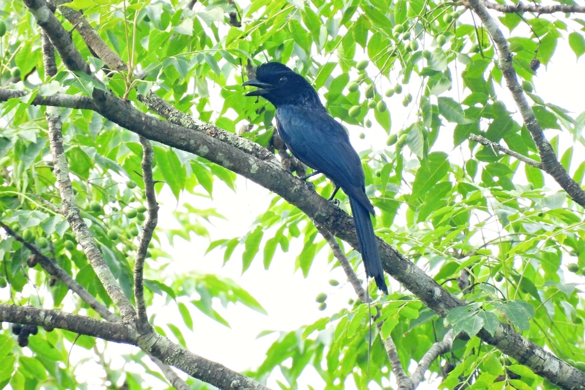 Greater Racket-tailed Drongo - ML617873776