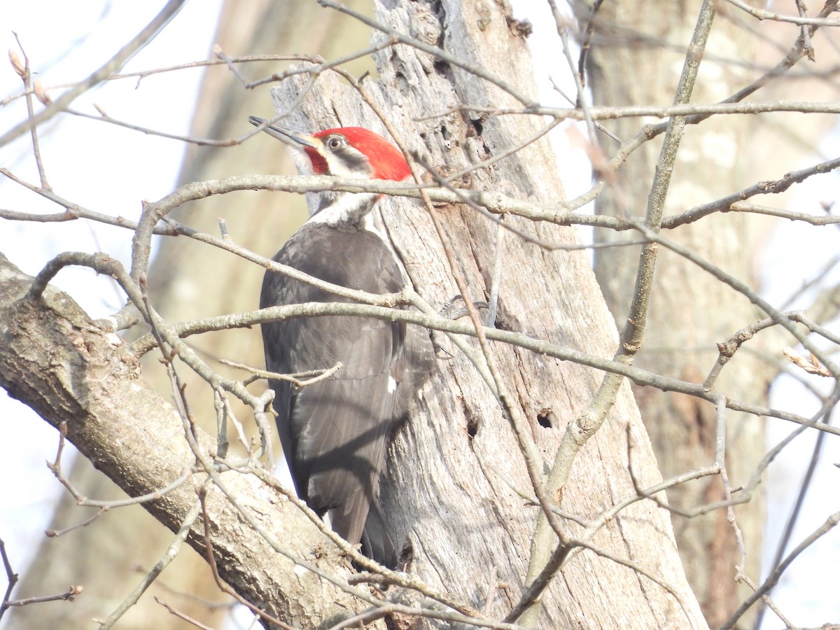 Pileated Woodpecker - ML617873780