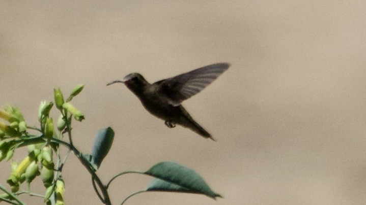 Dusky Hummingbird - Jan Ekkers