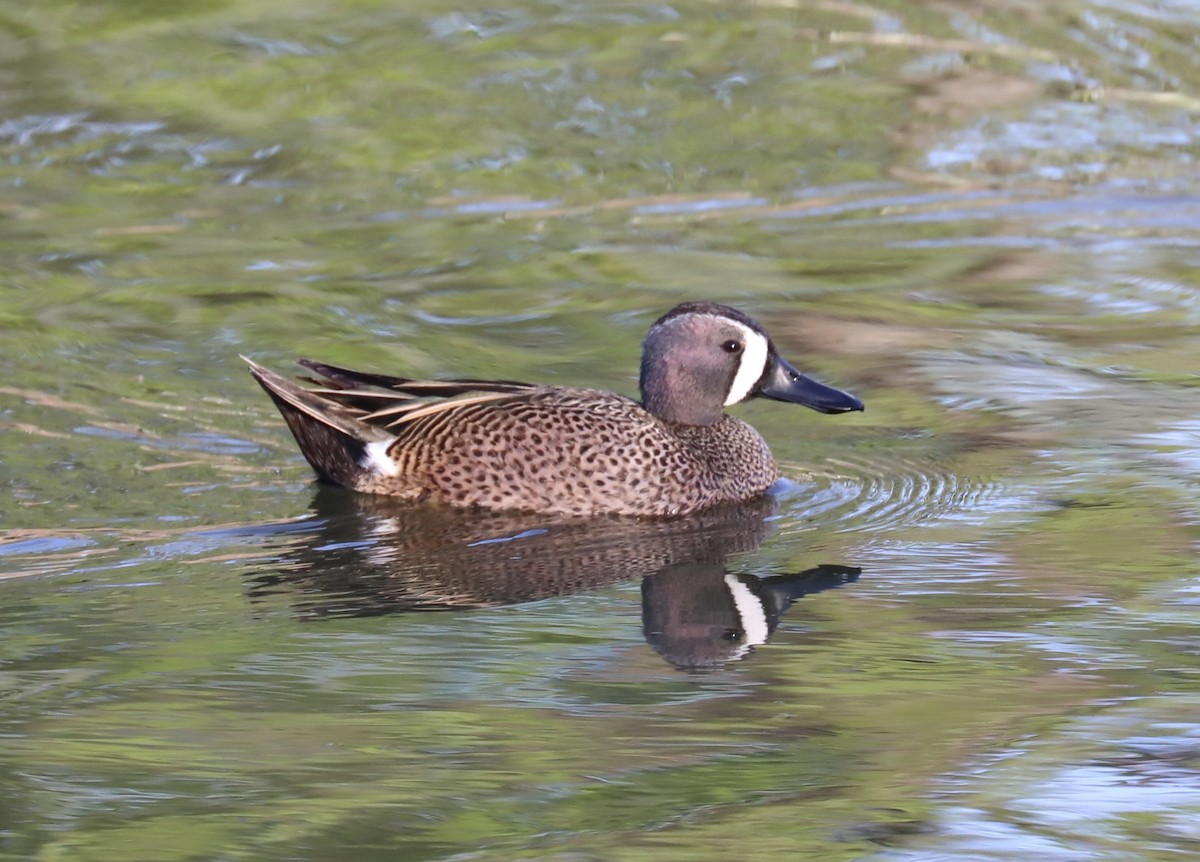 Blue-winged Teal - ML617873831
