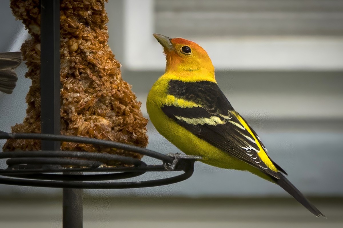 Western Tanager - ML617873853