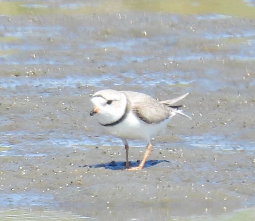 Piping Plover - ML617873923