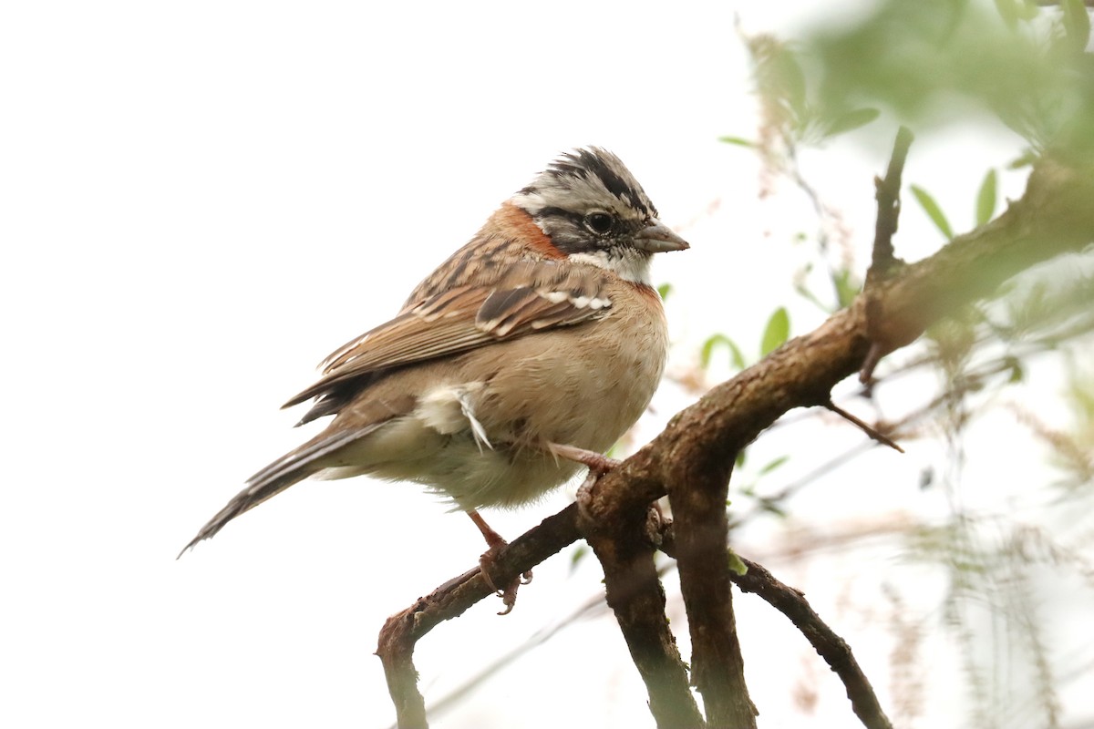 Rufous-collared Sparrow - ML617873943