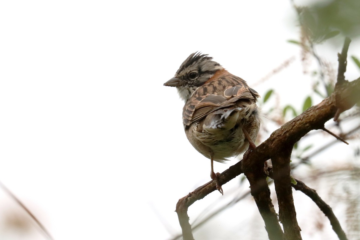 Rufous-collared Sparrow - ML617873944