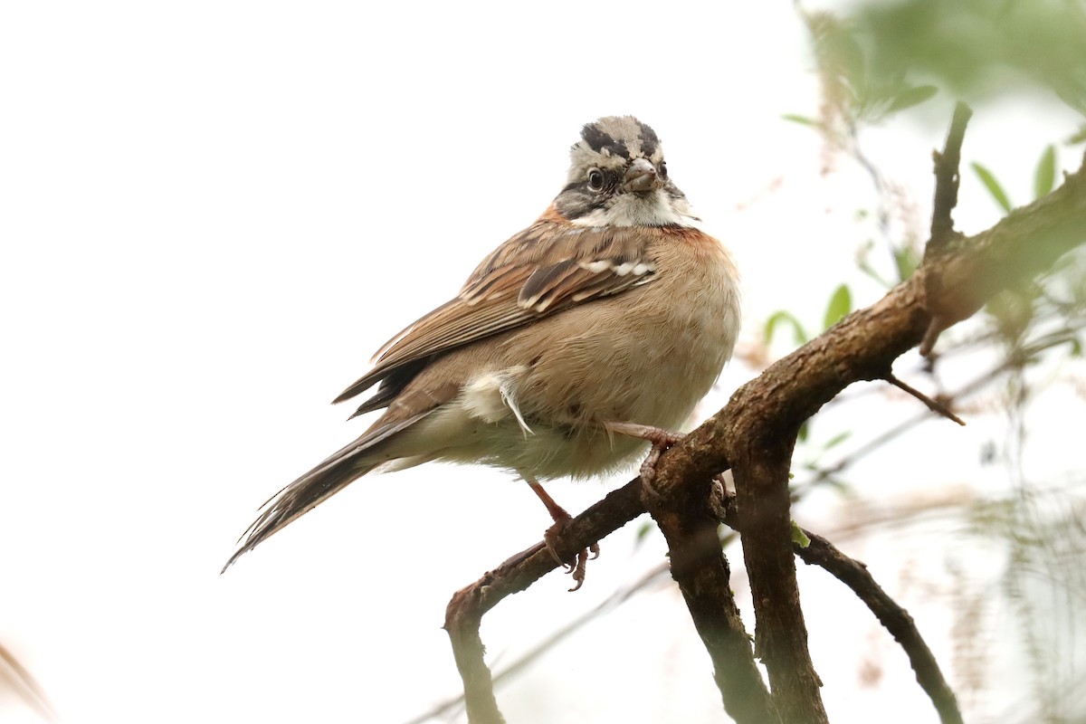 Rufous-collared Sparrow - ML617873945
