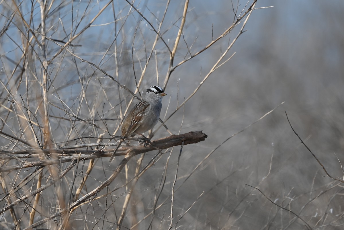 White-crowned Sparrow (Dark-lored) - ML617873958