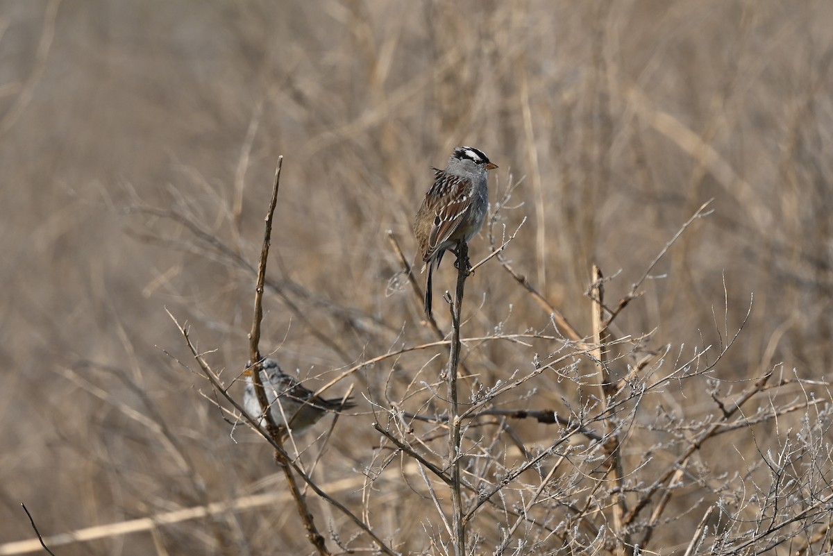 White-crowned Sparrow (Dark-lored) - ML617873959