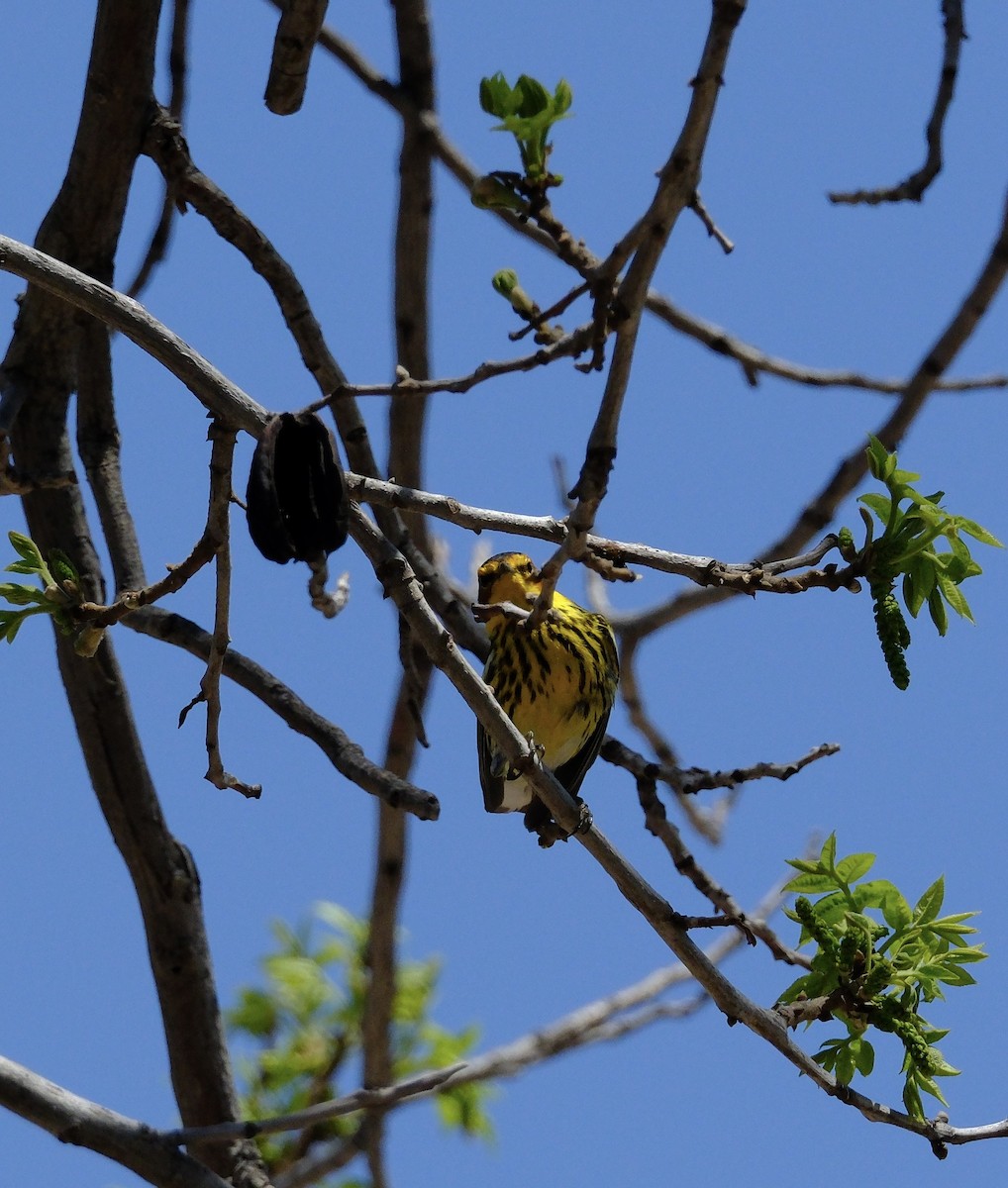 Cape May Warbler - ML617873970