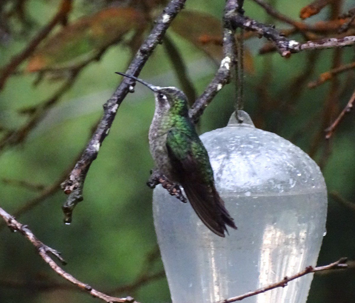 Talamanca Hummingbird - ML617873979