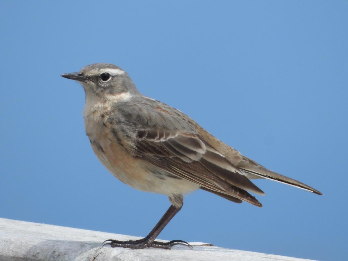Water Pipit - ML617873994