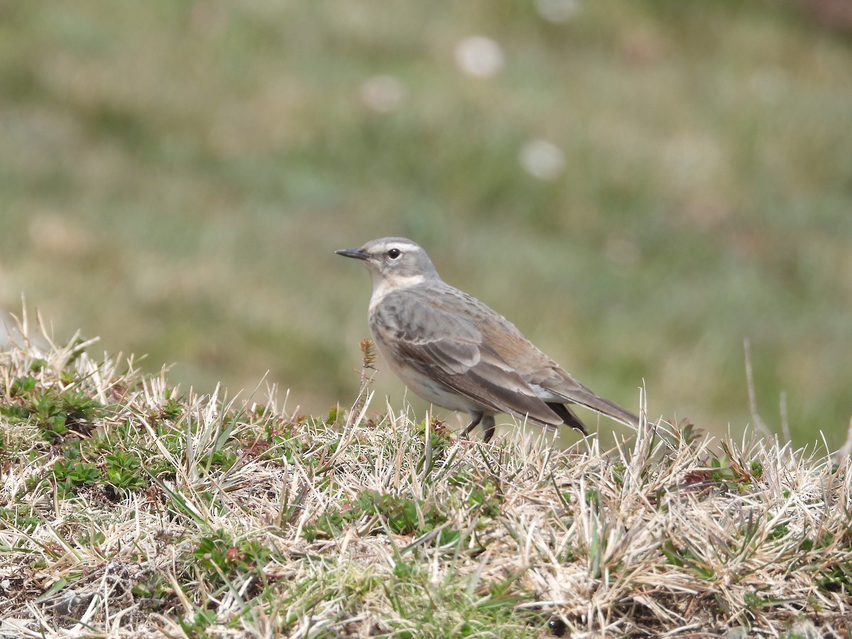Water Pipit - ML617873995